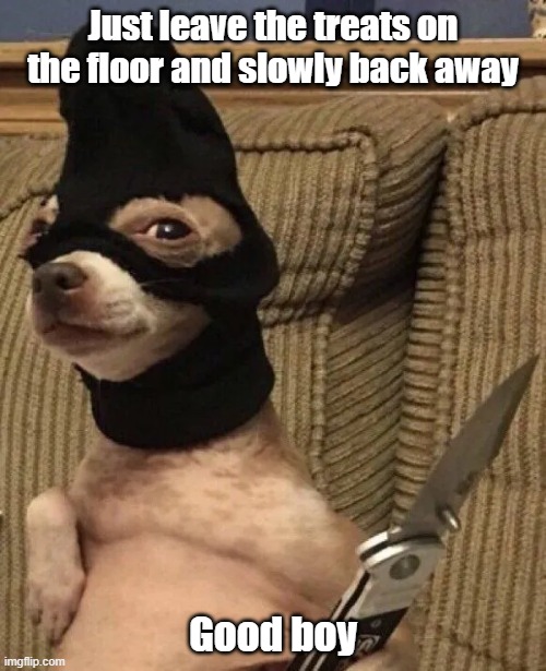 Treat Me | Just leave the treats on the floor and slowly back away; Good boy | image tagged in dog,treats,tough,back off | made w/ Imgflip meme maker