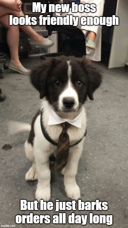 Mr Wigglesworth | My new boss looks friendly enough; But he just barks orders all day long | image tagged in puppy,cute,office,boss | made w/ Imgflip meme maker