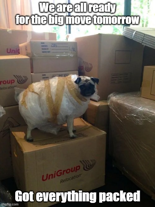 Packing Up | We are all ready for the big move tomorrow; Got everything packed | image tagged in dog,moving,packing,done | made w/ Imgflip meme maker