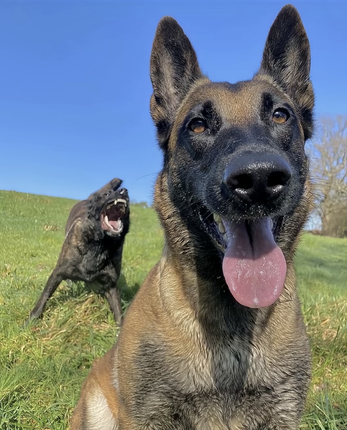 Ragebating dogs Blank Meme Template