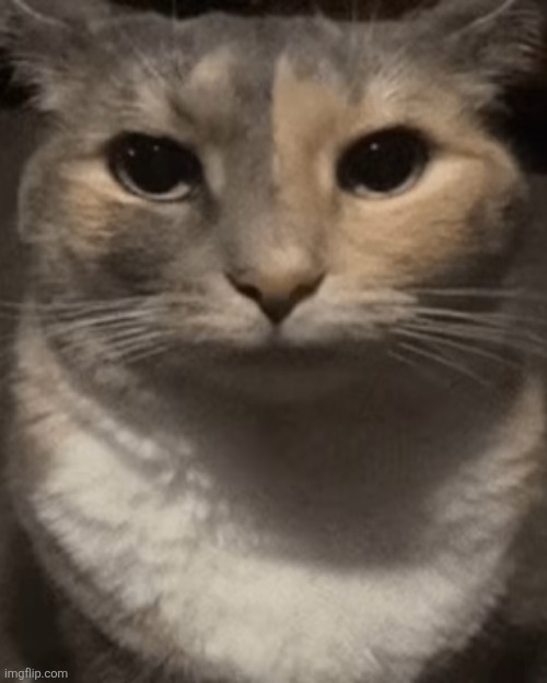 brochacho | image tagged in brochacho | made w/ Imgflip meme maker