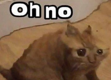 oh no cat Blank Meme Template