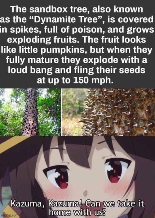 image tagged in konosuba,megumin | made w/ Imgflip meme maker