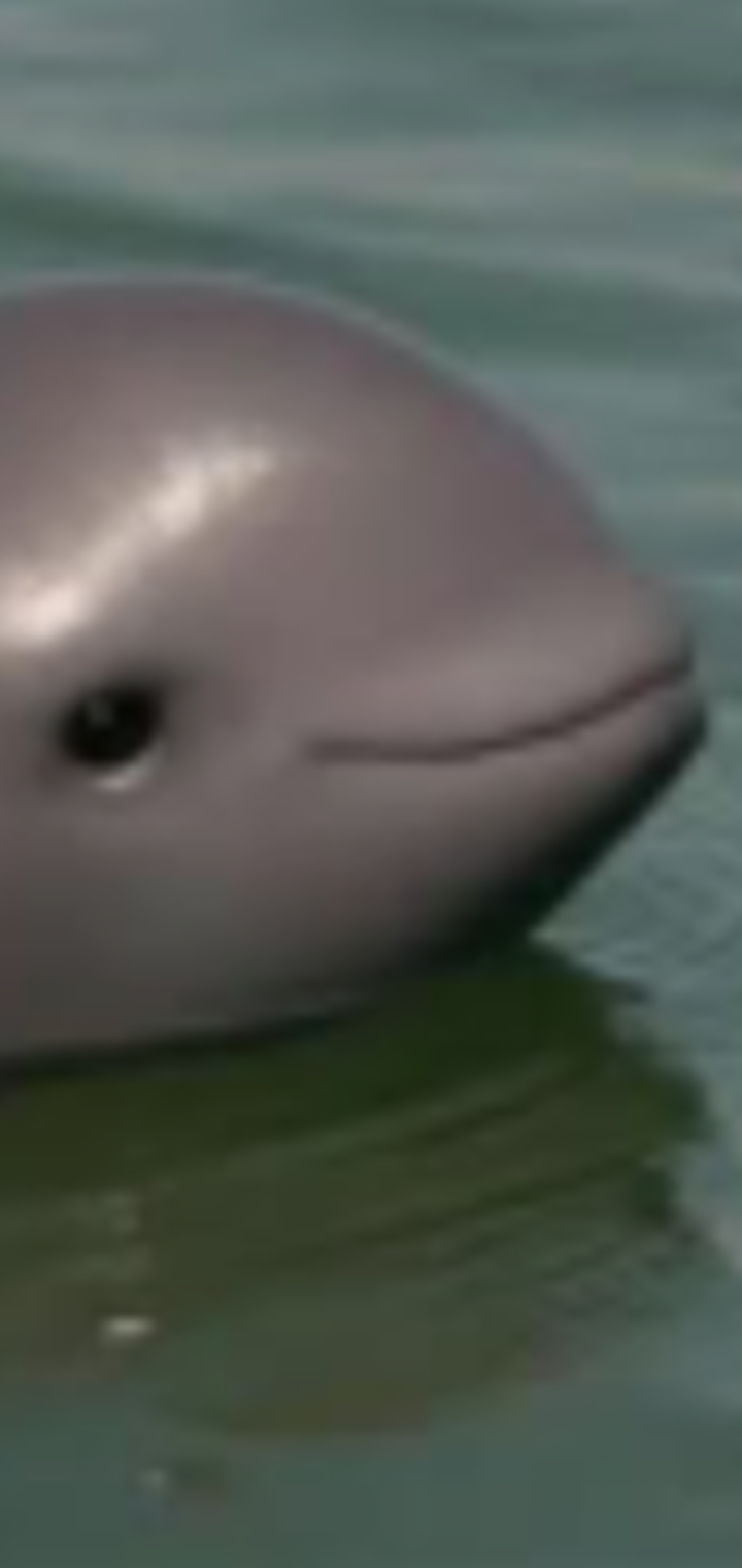 Smug  porpoise Blank Meme Template