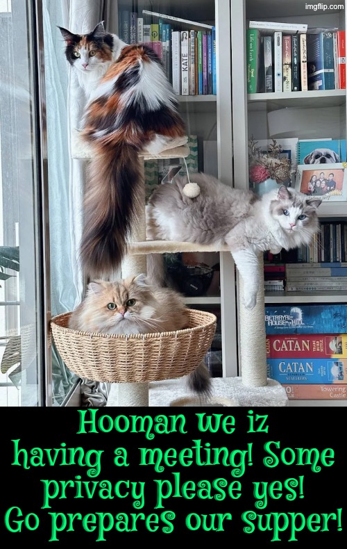 We Iz Having A Meeting | Hooman we iz having a meeting! Some privacy please yes! Go prepares our supper! | image tagged in cats,funny cats,privacy,dinner,board room meeting,maid | made w/ Imgflip meme maker