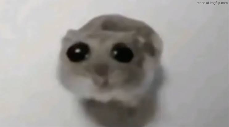 Sad Hamster | image tagged in sad hamster | made w/ Imgflip meme maker