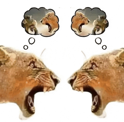 lions rage bait Blank Meme Template