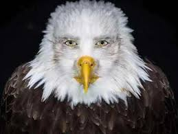 Human faced eagle Blank Meme Template