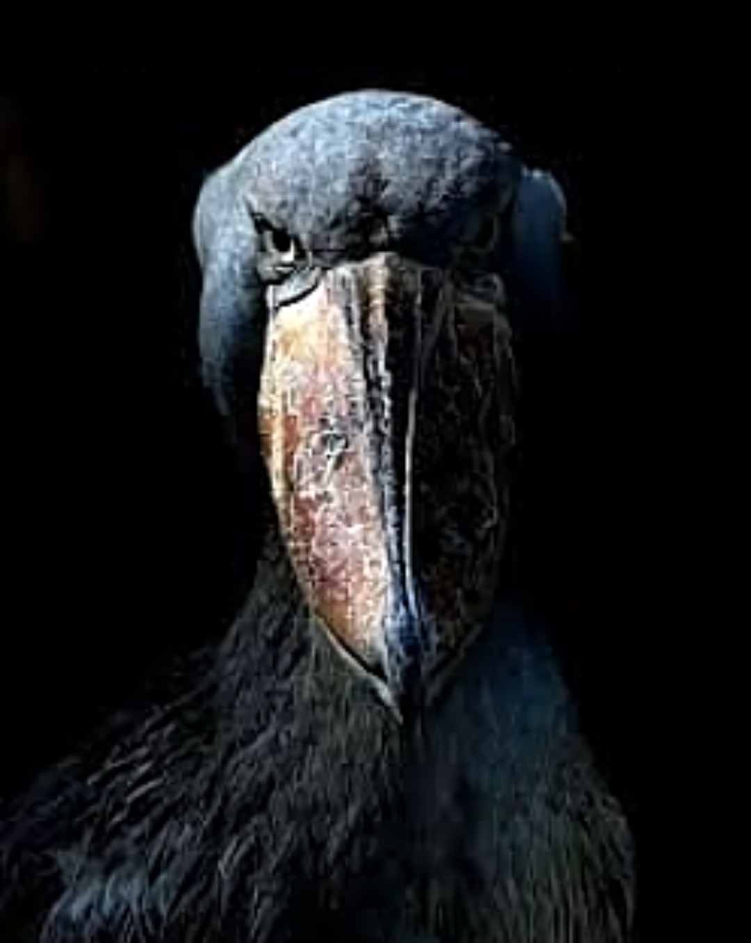 Bird reaction pic Blank Meme Template