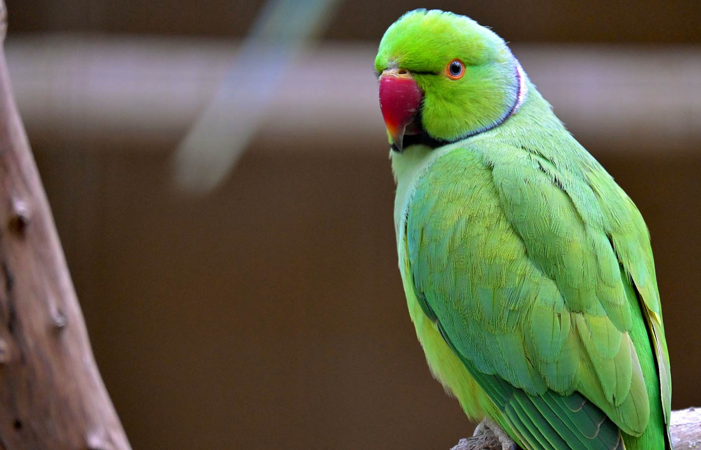 Green parrot Blank Meme Template