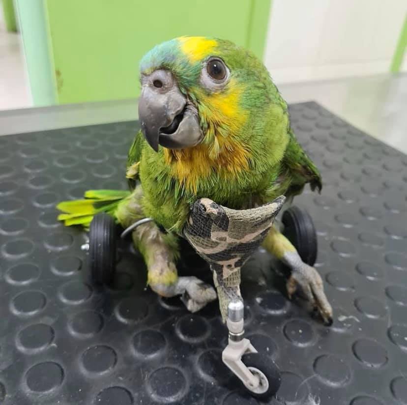 Wheelchair parrot Blank Meme Template