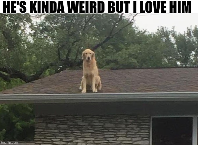 He's kinda Weird But I Love Him | HE'S KINDA WEIRD BUT I LOVE HIM | image tagged in chrisjoines1 | made w/ Imgflip meme maker