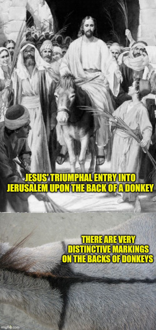 JESUS' TRIUMPHAL ENTRY INTO JERUSALEM UPON THE BACK OF A DONKEY; THERE ARE VERY DISTINCTIVE MARKINGS ON THE BACKS OF DONKEYS | image tagged in jesus on the donkey,cross on a donkey's back | made w/ Imgflip meme maker