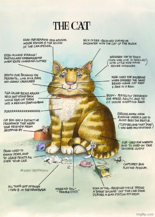 Cat facts… | image tagged in cats,gary patterson,cat facts,cartoon | made w/ Imgflip meme maker