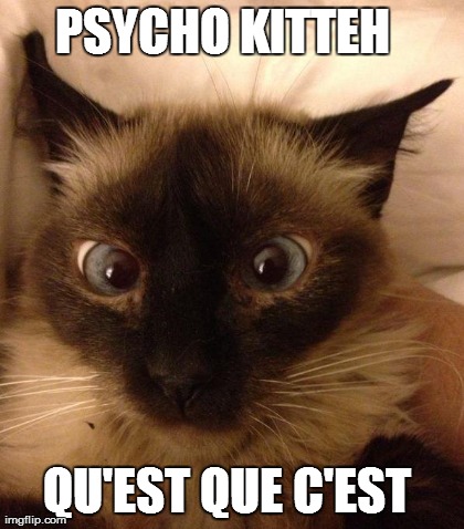 PSYCHO KITTEH 
 QU'EST QUE C'EST  | made w/ Imgflip meme maker