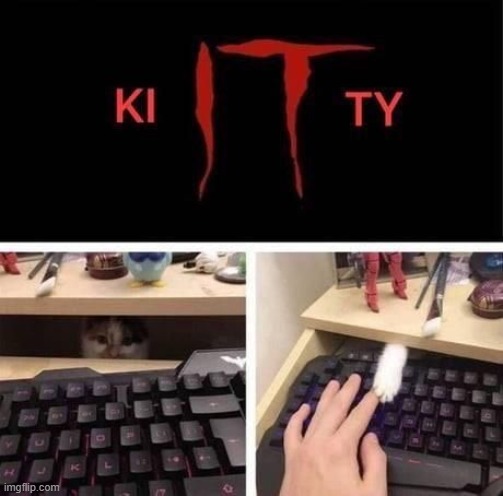 New Cat Horror | image tagged in cats | made w/ Imgflip meme maker