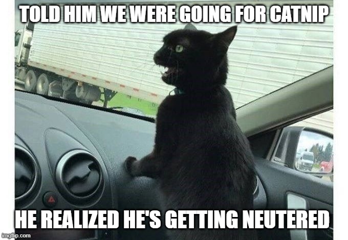 Cat Reality | TOLD HIM WE WERE GOING FOR CATNIP; HE REALIZED HE'S GETTING NEUTERED | image tagged in cats | made w/ Imgflip meme maker