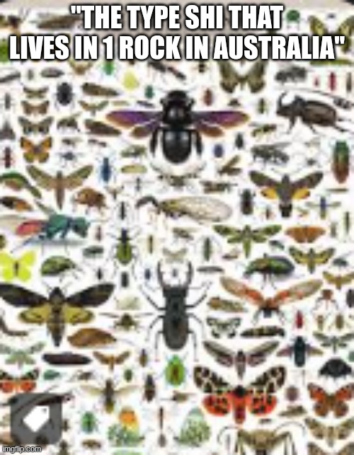 fr Australia the gate to hell | "THE TYPE SHI THAT LIVES IN 1 ROCK IN AUSTRALIA" | image tagged in insects | made w/ Imgflip meme maker