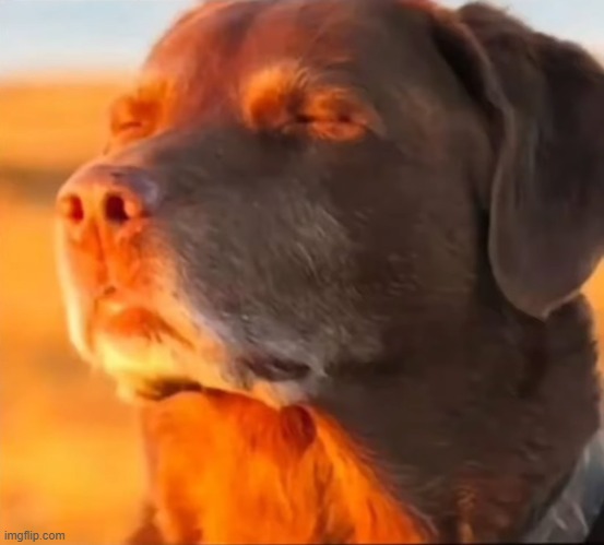 Im cooked | image tagged in im cooked | made w/ Imgflip meme maker