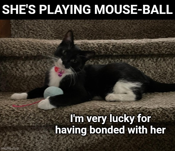 SHE'S PLAYING MOUSE-BALL; I'm very lucky for having bonded with her | image tagged in cute cat | made w/ Imgflip meme maker