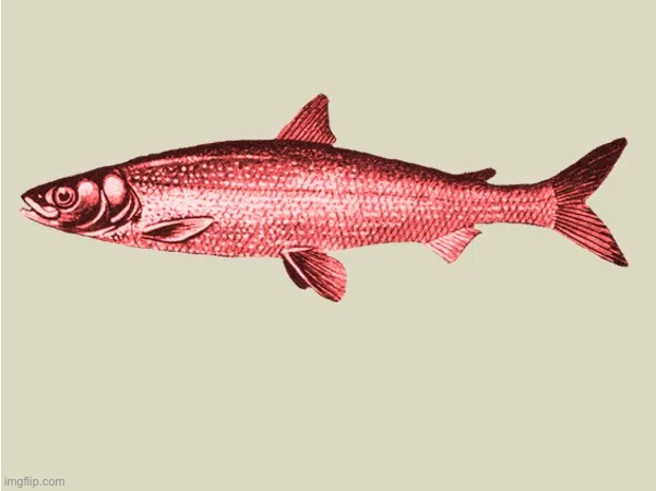 Red Herring | image tagged in red herring | made w/ Imgflip meme maker