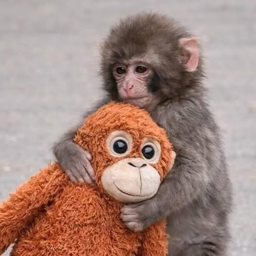 punch monkey Blank Meme Template