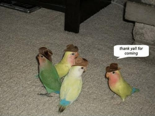 Bird meeting Blank Meme Template