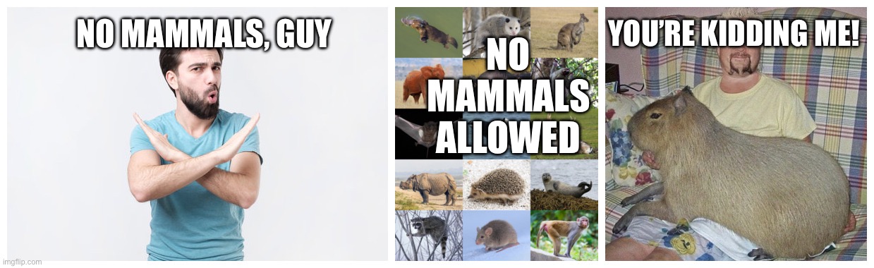 No Mames Guey Blank Meme Template