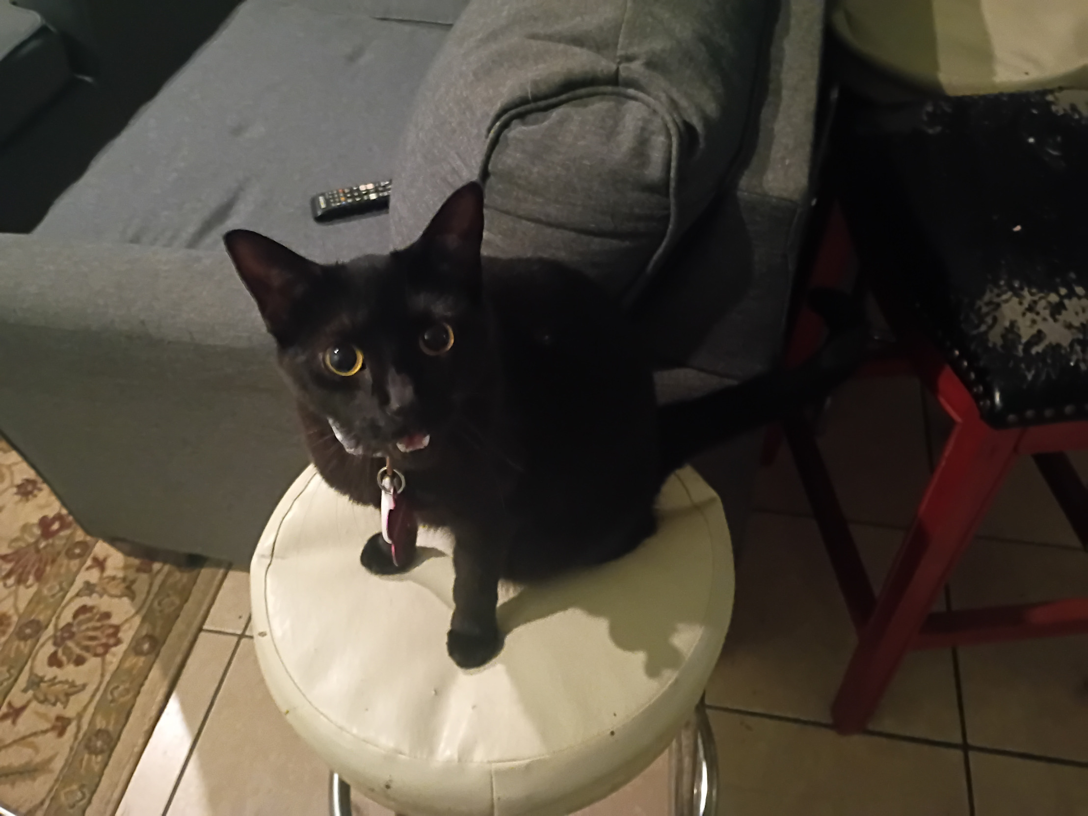 Hello Momma Cat Blank Meme Template