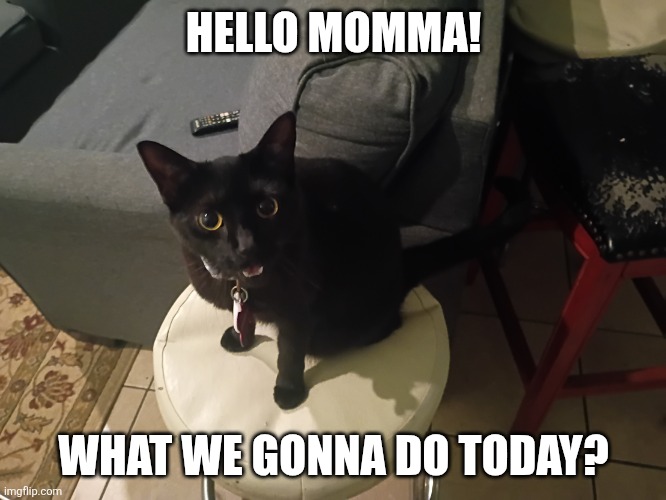 Hello Momma Cat | HELLO MOMMA! WHAT WE GONNA DO TODAY? | image tagged in hello momma cat | made w/ Imgflip meme maker