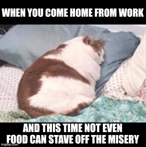 Chonky cat laying down | WHEN YOU COME HOME FROM WORK; AND THIS TIME NOT EVEN FOOD CAN STAVE OFF THE MISERY | image tagged in chonky cat laying down | made w/ Imgflip meme maker