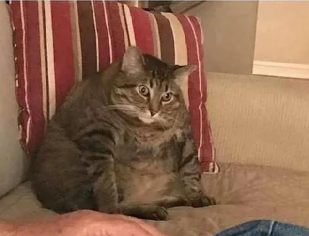Fat Cat Blank Meme Template