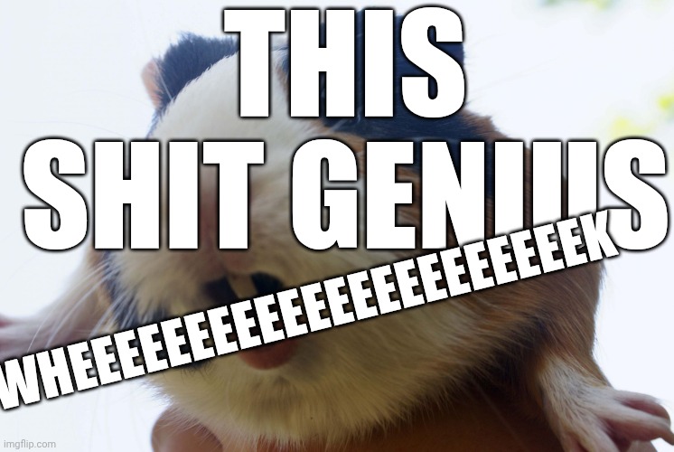 guinea pig | THIS SHIT GENIUS WHEEEEEEEEEEEEEEEEEEEEEEK | image tagged in guinea pig | made w/ Imgflip meme maker