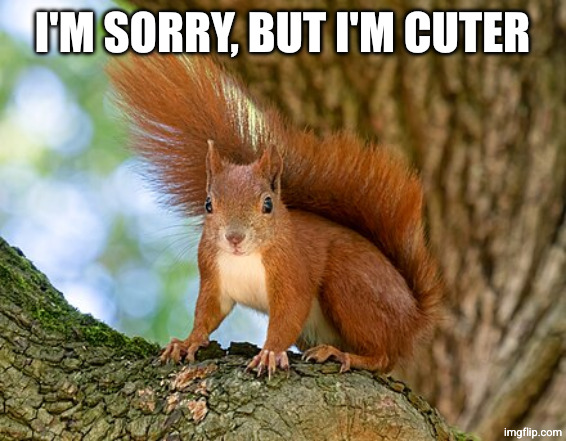 red squirrel | I'M SORRY, BUT I'M CUTER | image tagged in red squirrel | made w/ Imgflip meme maker