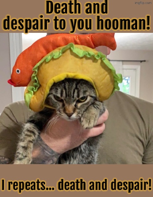 Death And Despair | Death and despair to you hooman! I repeats… death and despair! | image tagged in cats,funny cats,angry cat,death stare,despair,kill you cat | made w/ Imgflip meme maker