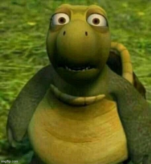 Shocked turtle | image tagged in shocked turtle | made w/ Imgflip meme maker