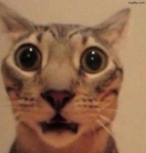 Shocked cat | image tagged in shocked cat | made w/ Imgflip meme maker