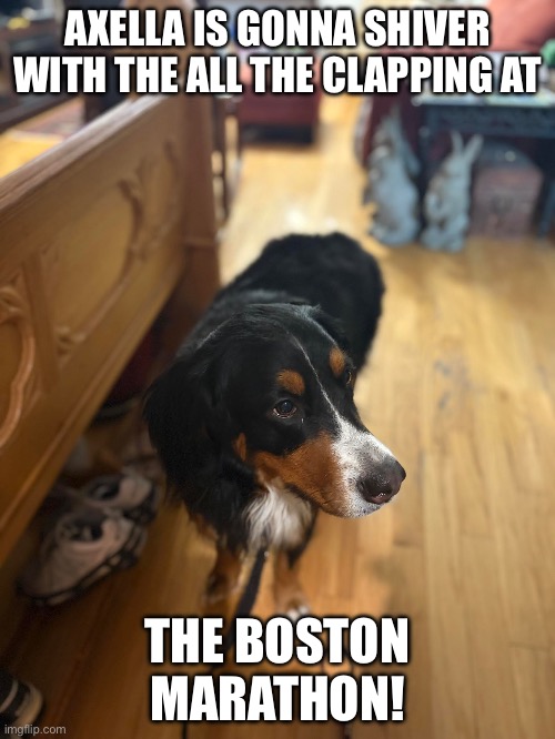 Noise Terrified Bernese | AXELLA IS GONNA SHIVER WITH THE ALL THE CLAPPING AT; THE BOSTON MARATHON! | image tagged in bernese mountain dog,dogs,noise | made w/ Imgflip meme maker