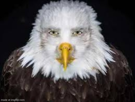 Human faced eagle | image tagged in human faced eagle | made w/ Imgflip meme maker