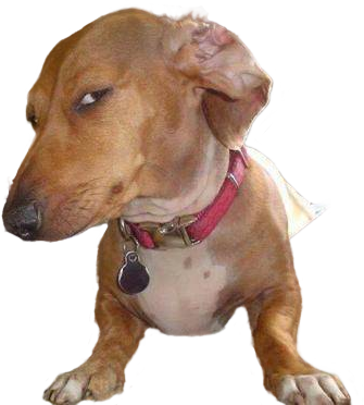 Side Eye Dog Blank Meme Template