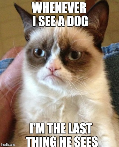 Grumpy Cat Meme | WHENEVER I SEE A DOG I'M THE LAST THING HE SEES | image tagged in memes,grumpy cat | made w/ Imgflip meme maker