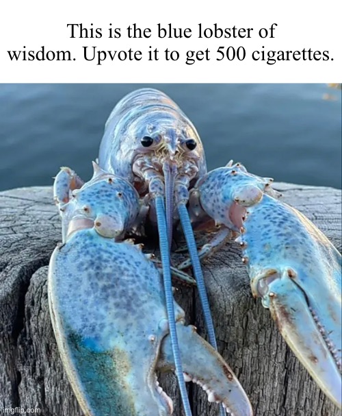 The Blue Lobster | This is the blue lobster of wisdom. Upvote it to get 500 cigarettes. | image tagged in the blue lobster | made w/ Imgflip meme maker