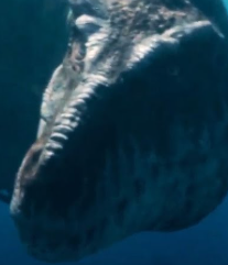 Trex under water Blank Meme Template