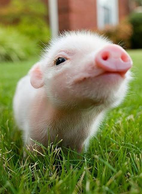 Piggi Blank Meme Template