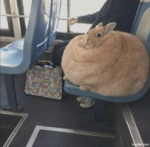 What dog breed is this | made w/ Imgflip meme maker