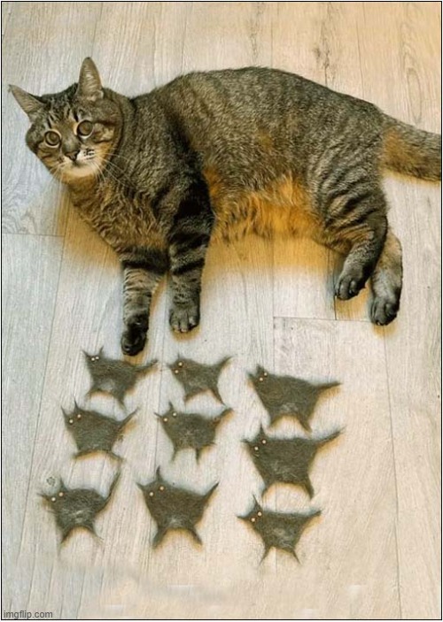 What Is The Owner's Obsession With Her Fur ! | image tagged in cats,owner,obsession,fur | made w/ Imgflip meme maker