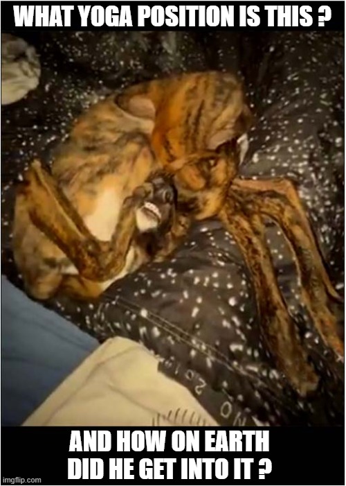 That Looks Painful ! | WHAT YOGA POSITION IS THIS ? AND HOW ON EARTH DID HE GET INTO IT ? | image tagged in dogs,yoga | made w/ Imgflip meme maker