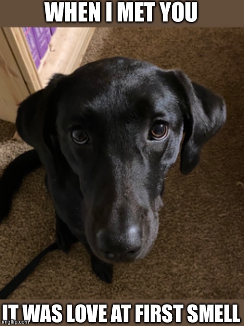 WHEN I MET YOU; IT WAS LOVE AT FIRST SMELL | made w/ Imgflip meme maker