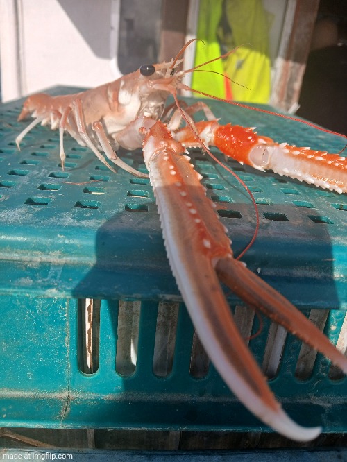 MOAR prawnography | made w/ Imgflip meme maker