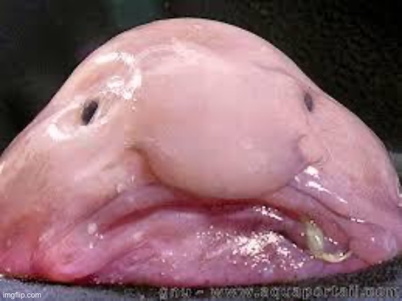 Blobfish | image tagged in blobfish | made w/ Imgflip meme maker